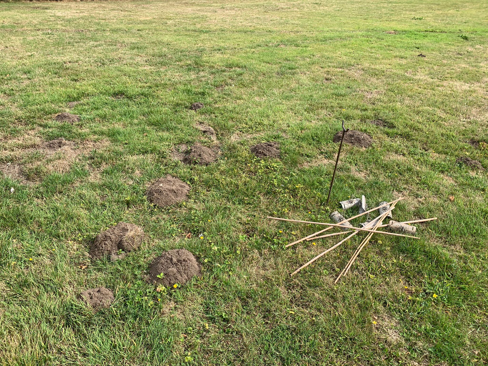 Mole hills essex pest control