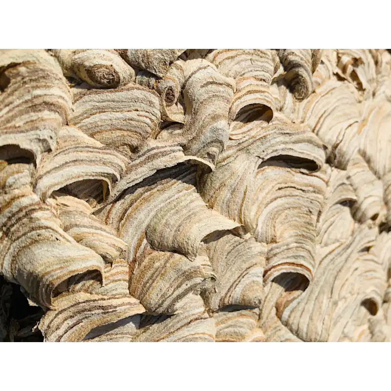 wasp nest removal essex